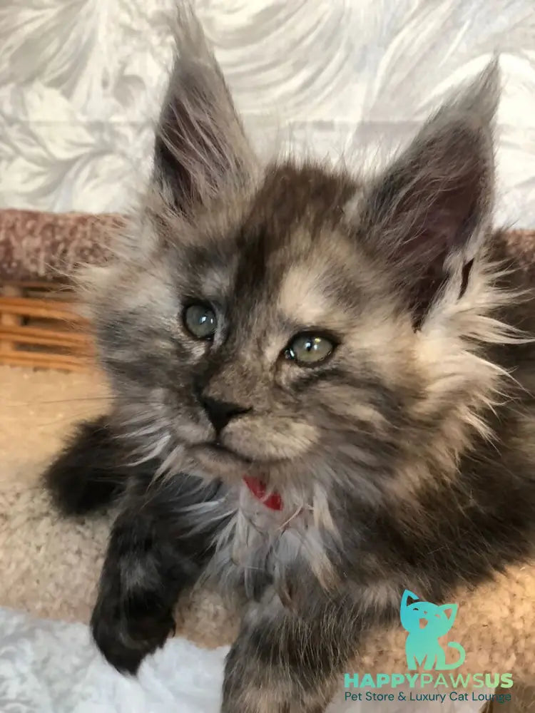 Randevu Maine Coon female black silver - live animals