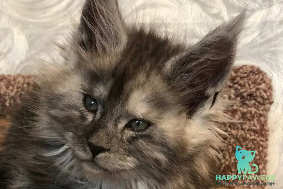 Randevu Maine Coon female black silver - live animals