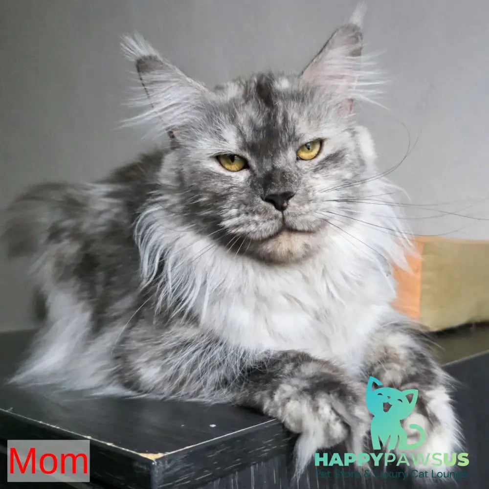 Randolf Maine Coon male blue silver - live animals