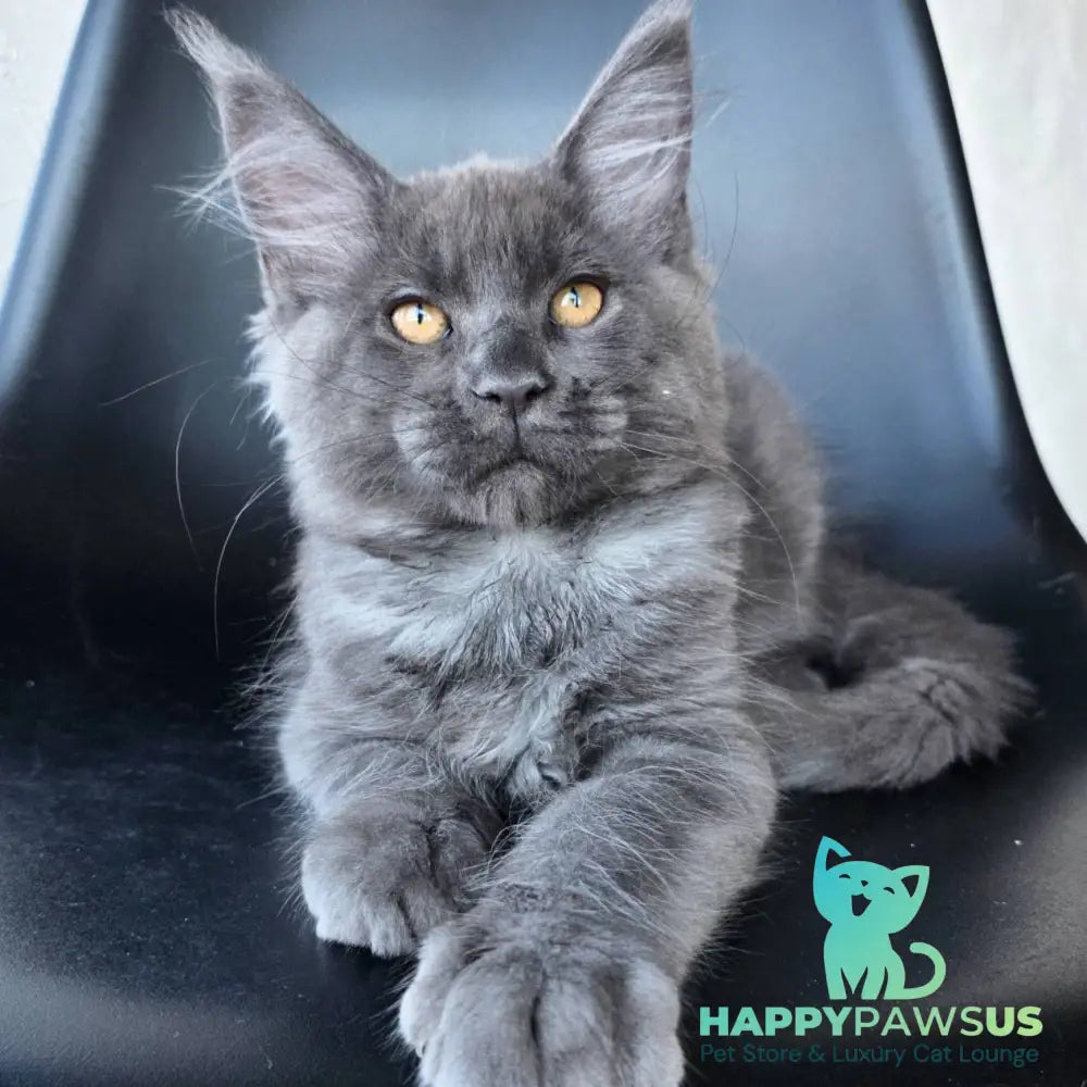 Randolf Maine Coon male blue silver - live animals