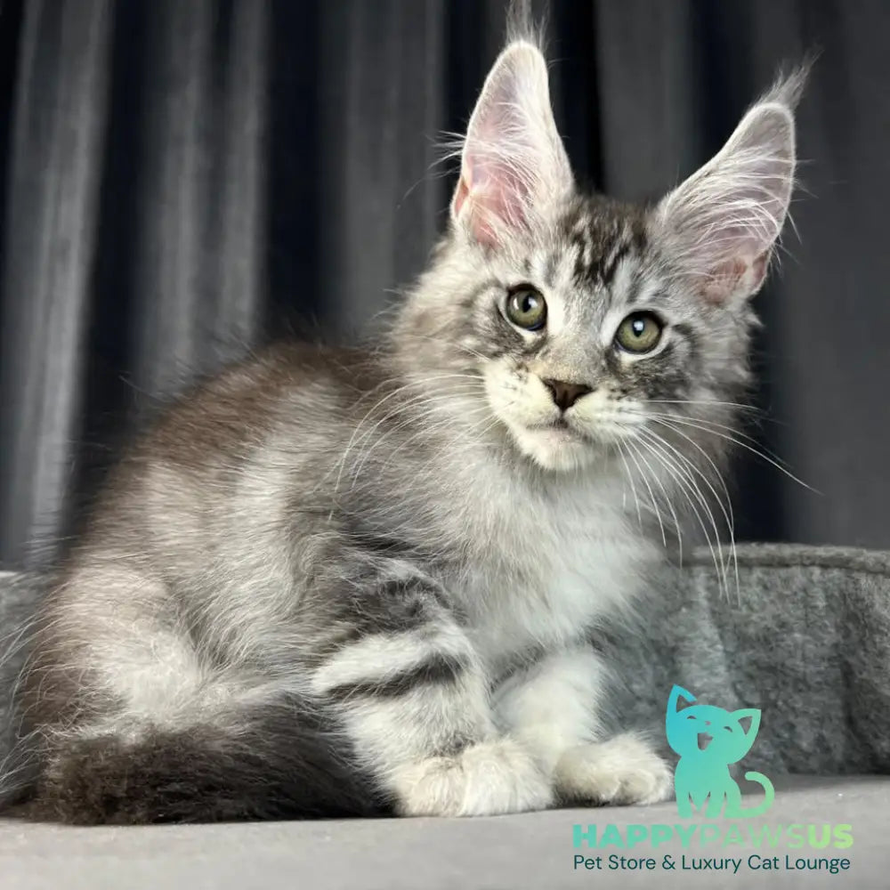 Randy Maine Coon male black silver tabby - live animals