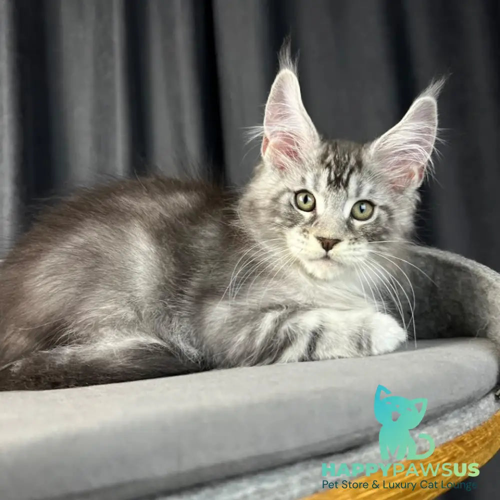Randy Maine Coon male black silver tabby - live animals