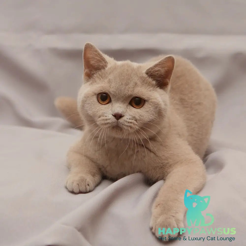 Ranok British Shorthair male fawn - live animals