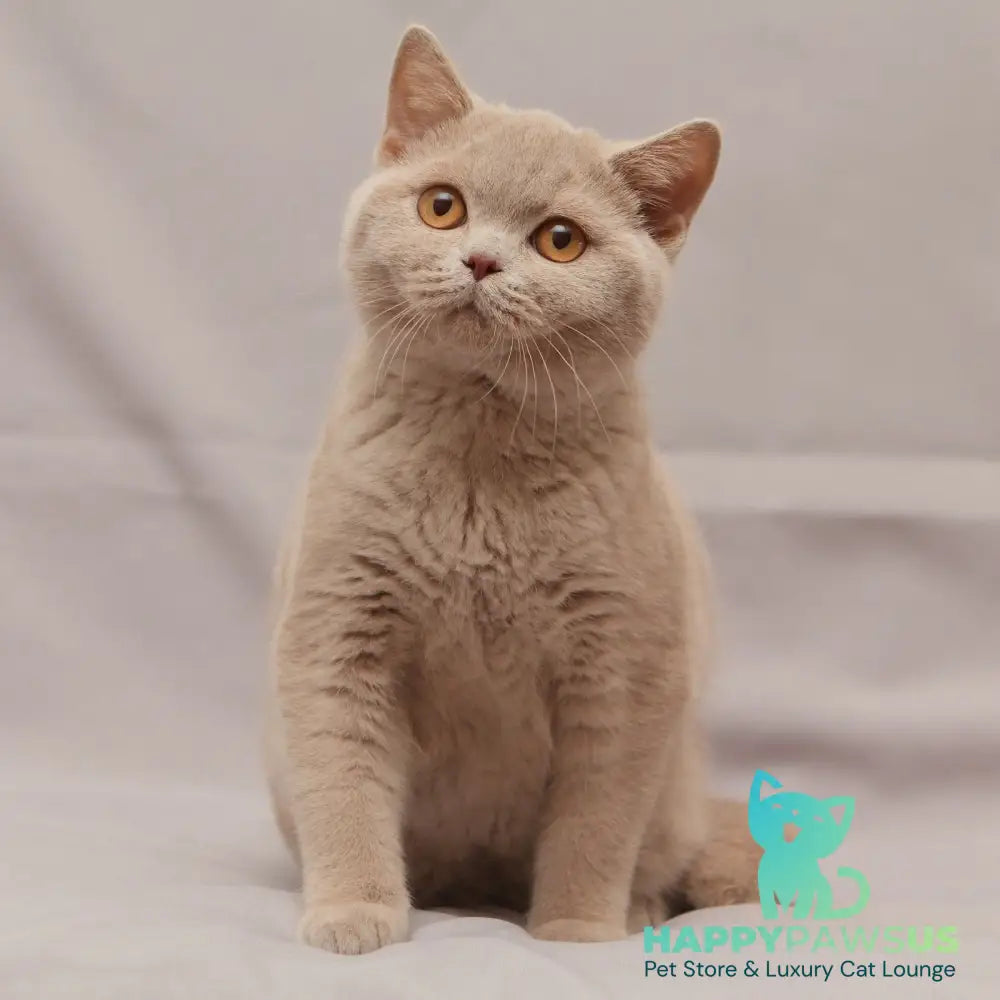 Ranok British Shorthair male fawn - live animals