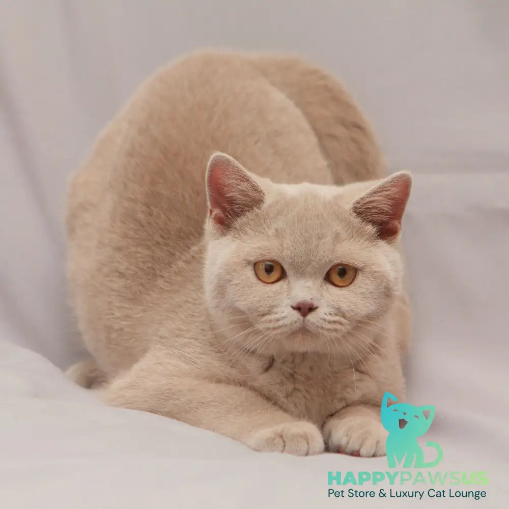 Ranok British Shorthair male fawn - live animals