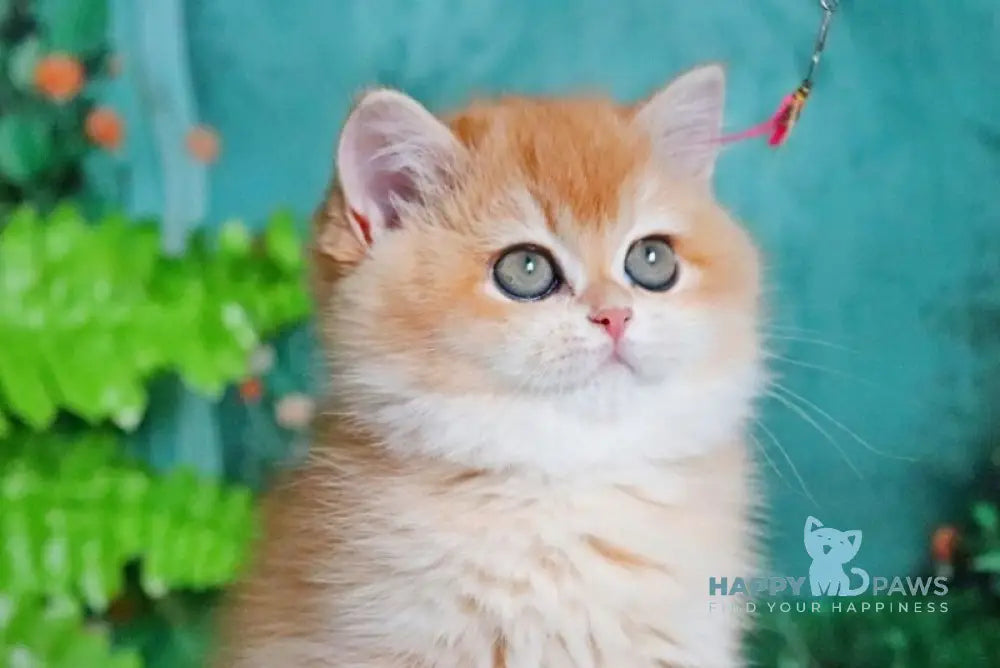 Raphael British Shorthair female black golden chinchilla live animals