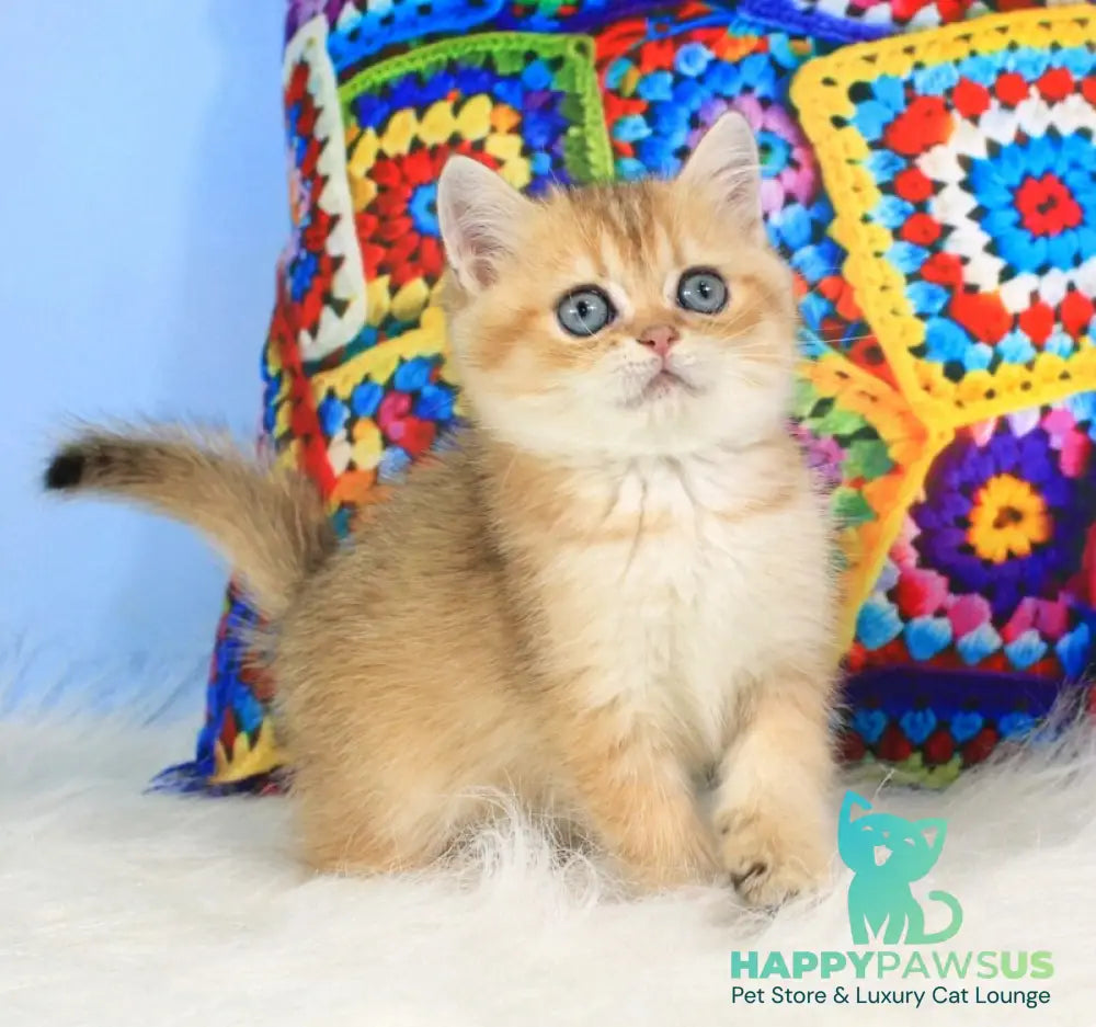 Raphael British Shorthair male black golden shaded - live animals