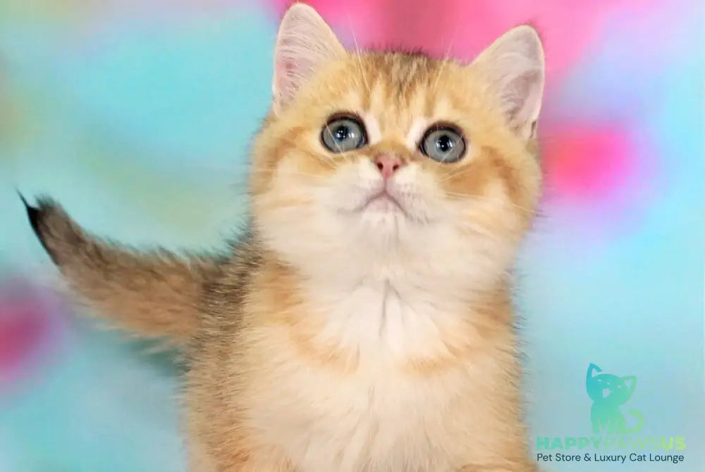 Raphael British Shorthair male black golden shaded - live animals
