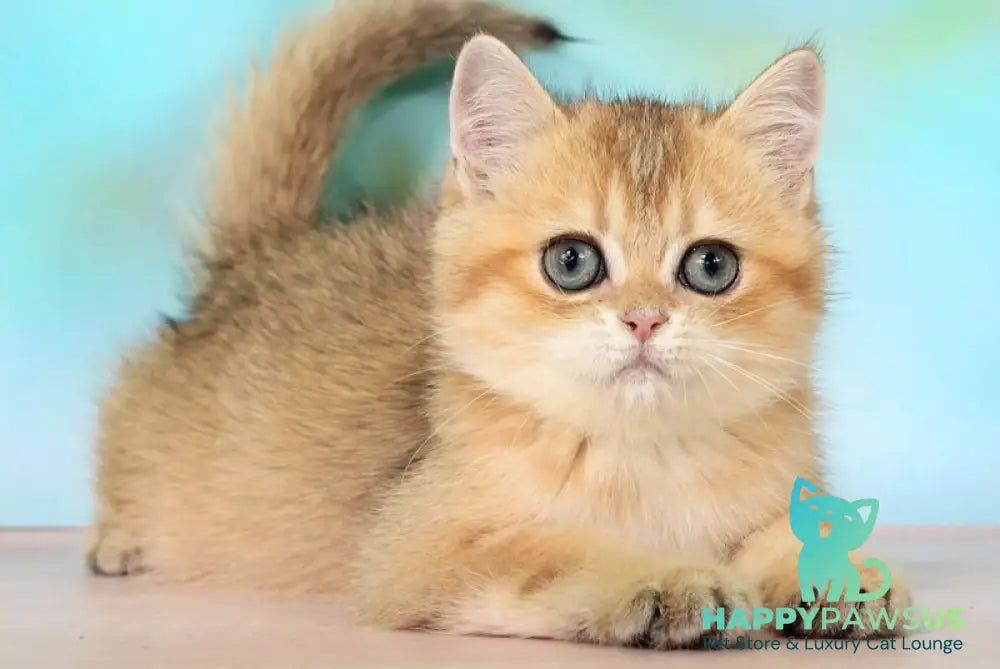 Raphael British Shorthair male black golden shaded - live animals