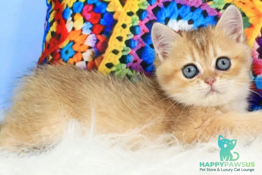 Raphael British Shorthair male black golden shaded - live animals