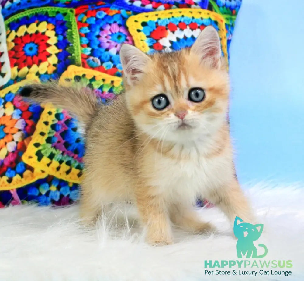Raphael British Shorthair male black golden shaded - live animals