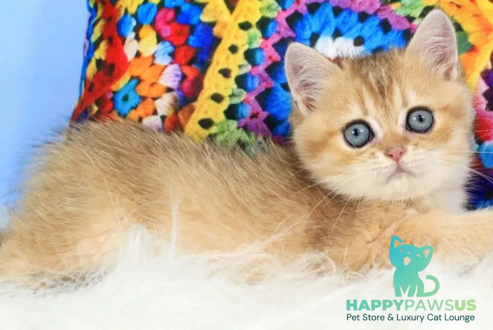 Raphael British Shorthair male black golden shaded - live animals