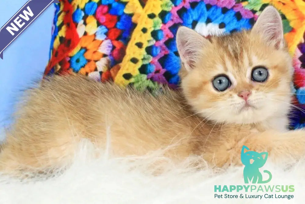Raphael British Shorthair male black golden shaded - live animals