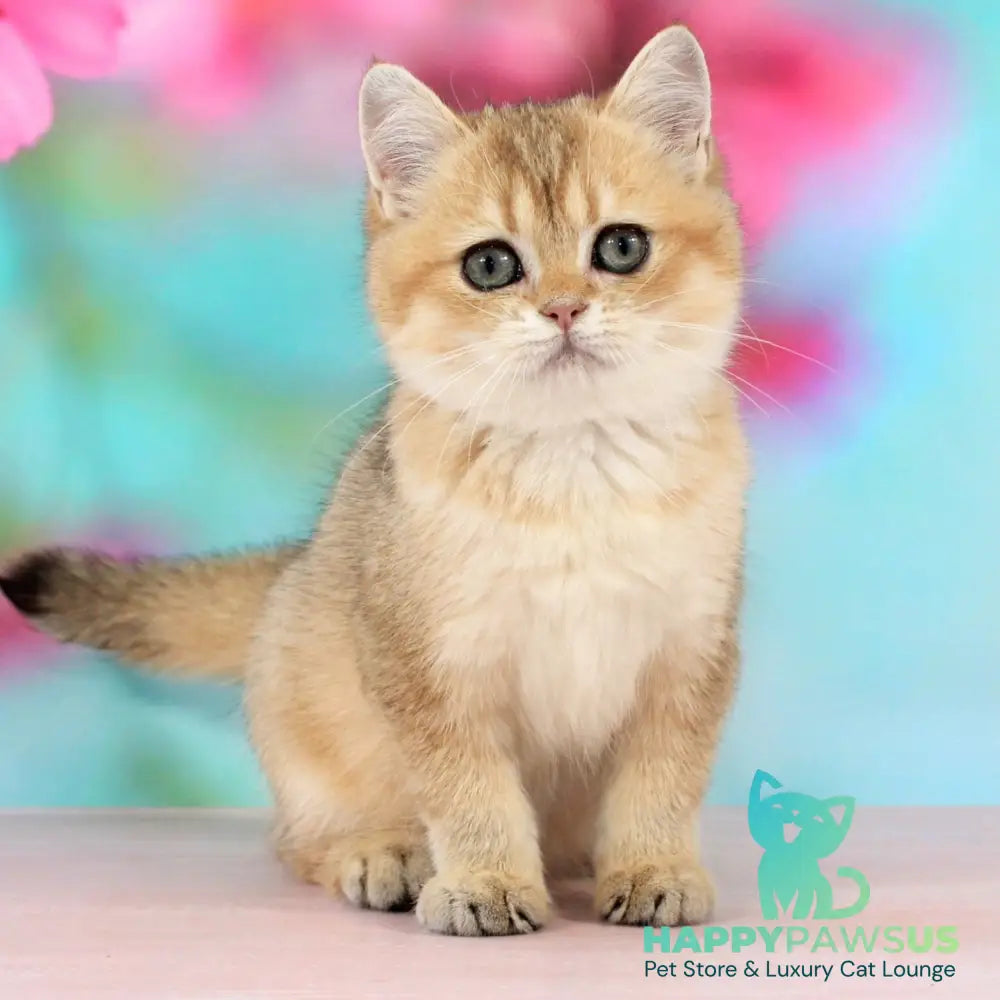Raphael British Shorthair male black golden shaded - live animals
