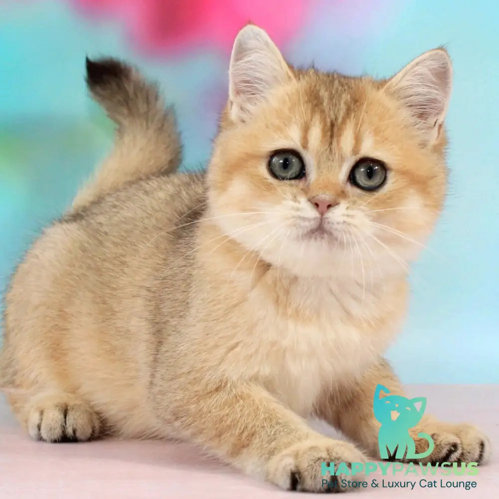 Raphael British Shorthair male black golden shaded - live animals