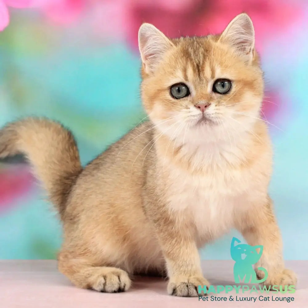 Raphael British Shorthair male black golden shaded - live animals