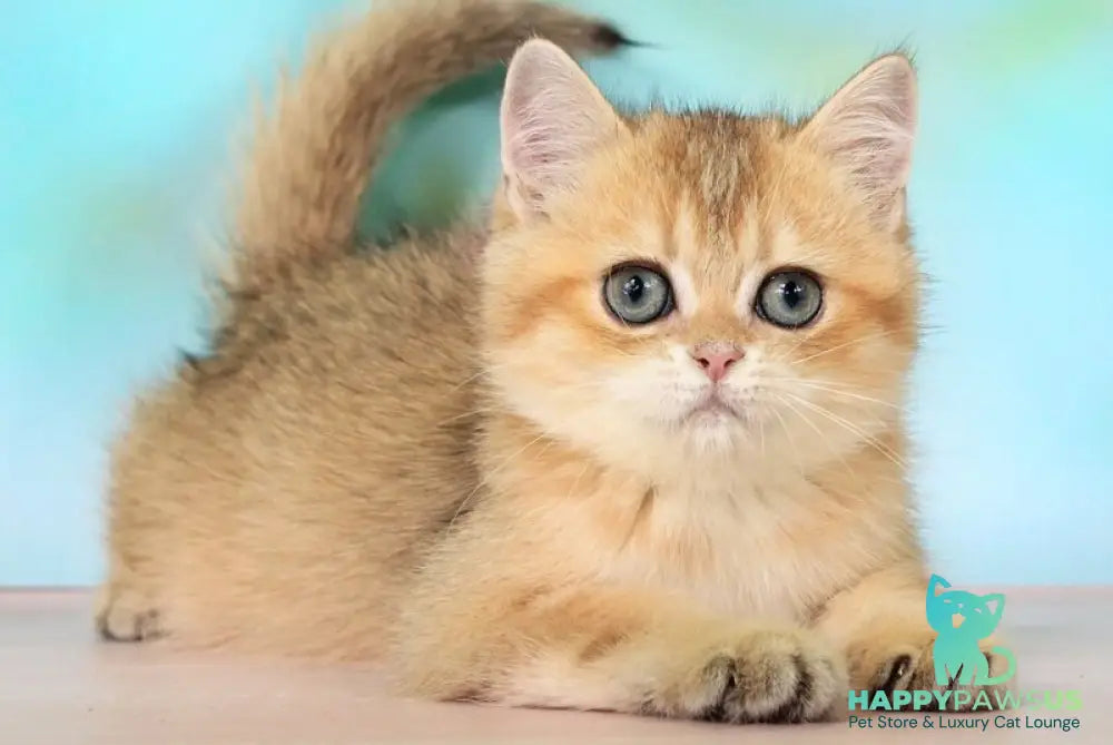 Raphael British Shorthair male black golden shaded - live animals