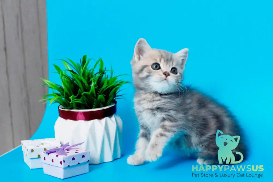 Raphael British Shorthair male blue spotted tabby - live animals