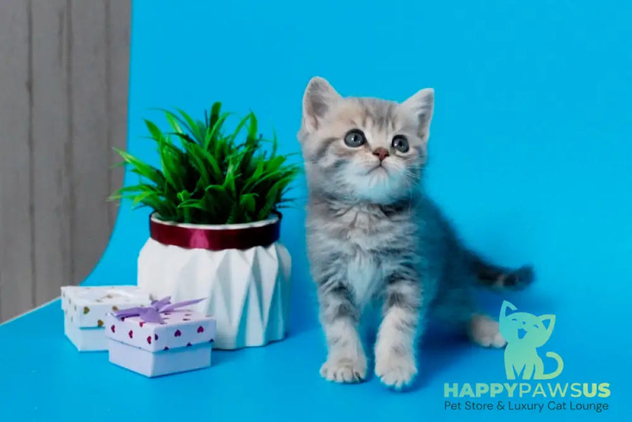 Raphael British Shorthair male blue spotted tabby - live animals
