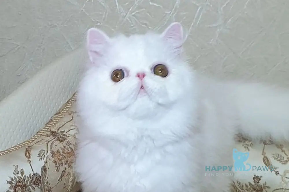 Raphael Persian male white - live animals