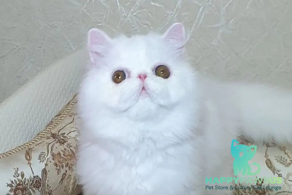 Raphael Persian male white - live animals