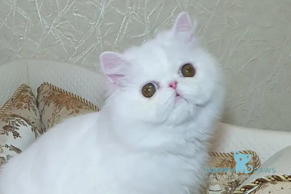 Raphael Persian male white - live animals