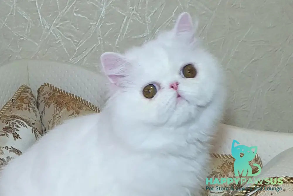 Raphael Persian male white - live animals
