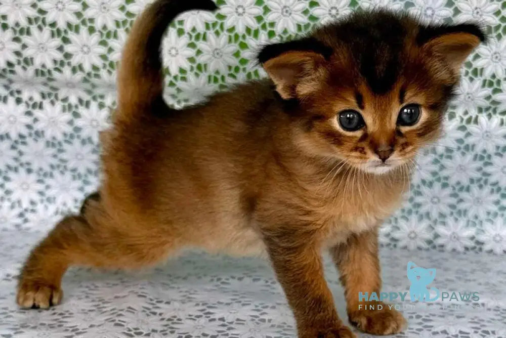 Raphael Somali male ruddy live animals