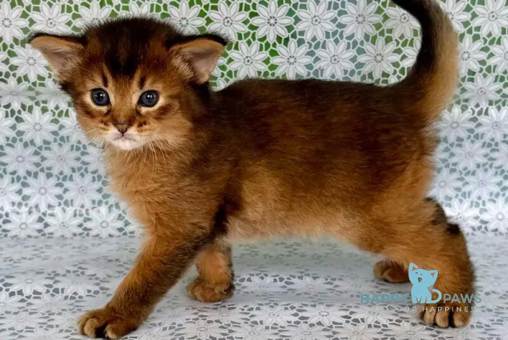 Raptor Somali male ruddy live animals