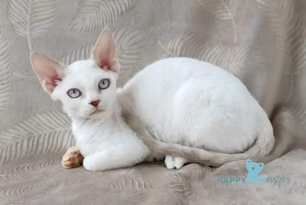 Rapunzel Devon Rex female lilac van live animals