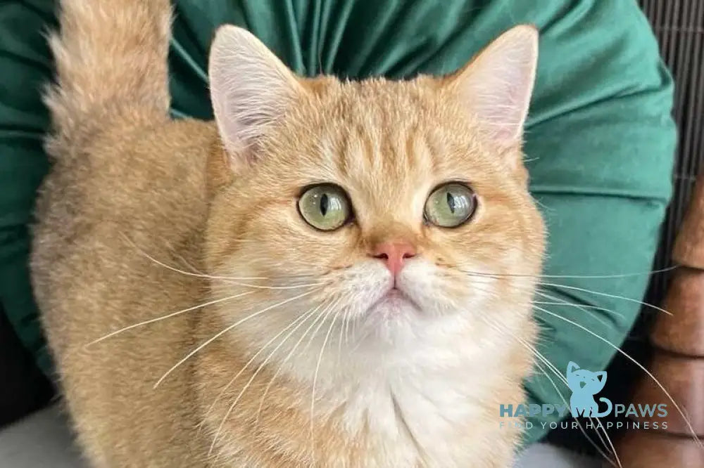 Rashel British Shorthair female black golden spotted tabby live animals