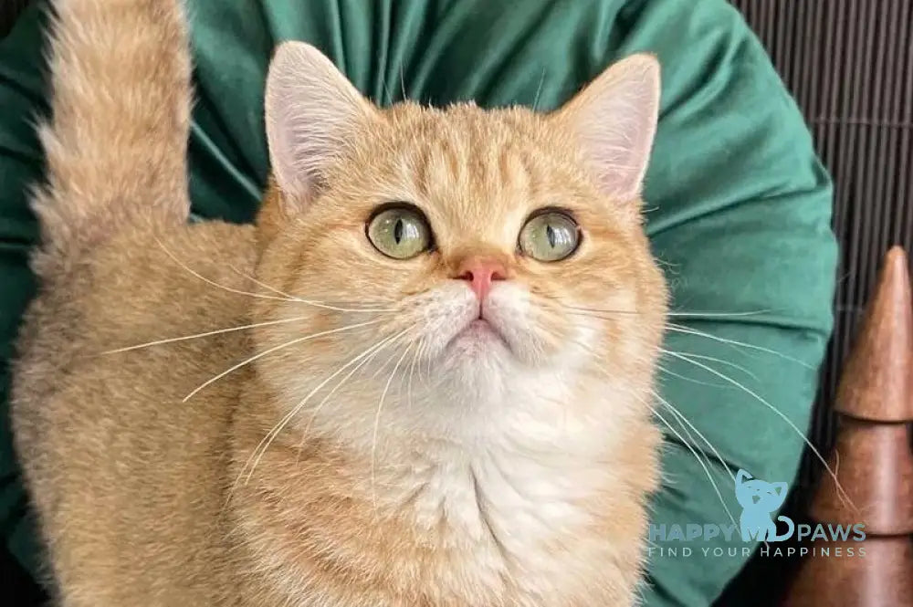 Rashel British Shorthair female black golden spotted tabby live animals