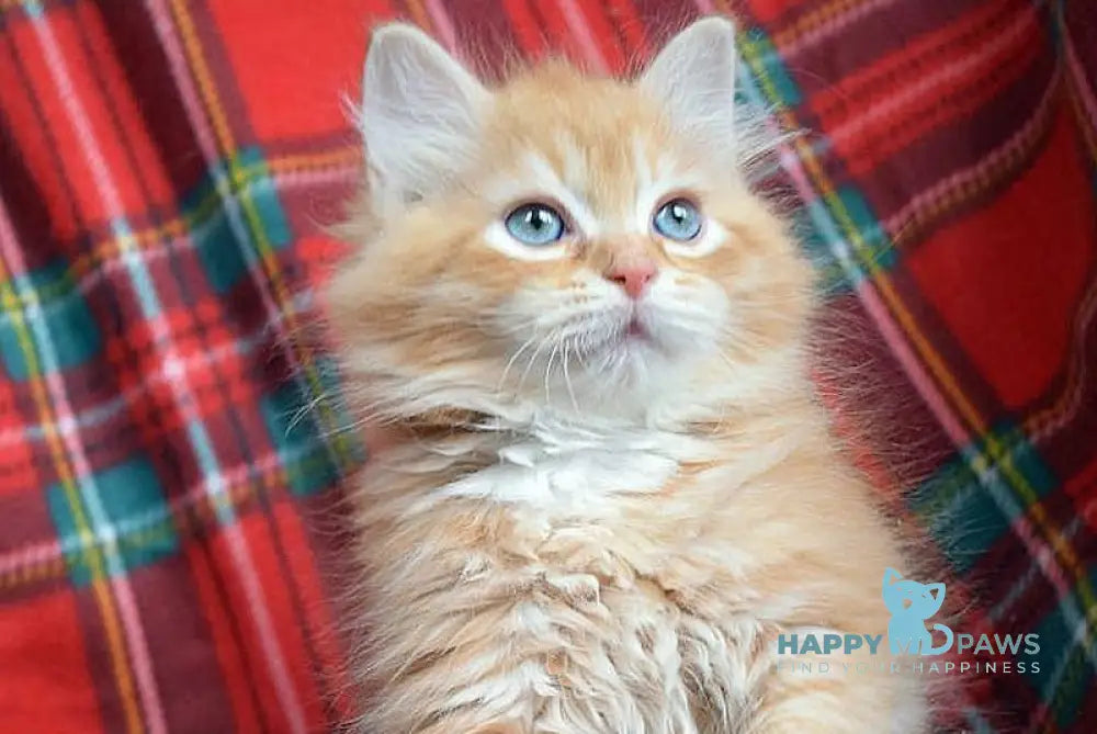Ratched Siberian male red tabby live animals
