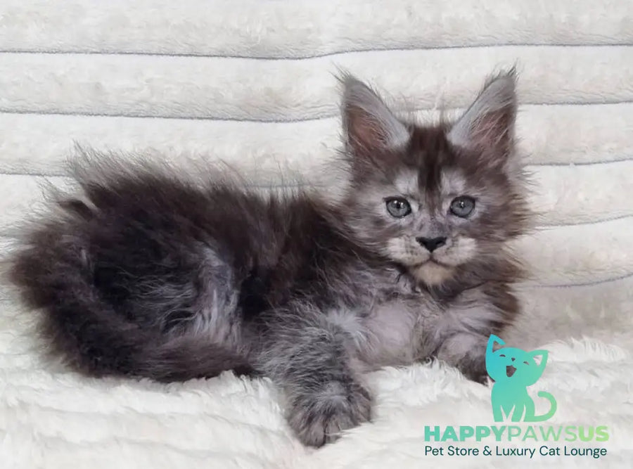Raven Maine Coon male black silver live animals