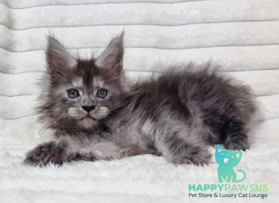 Raven Maine Coon male black silver live animals