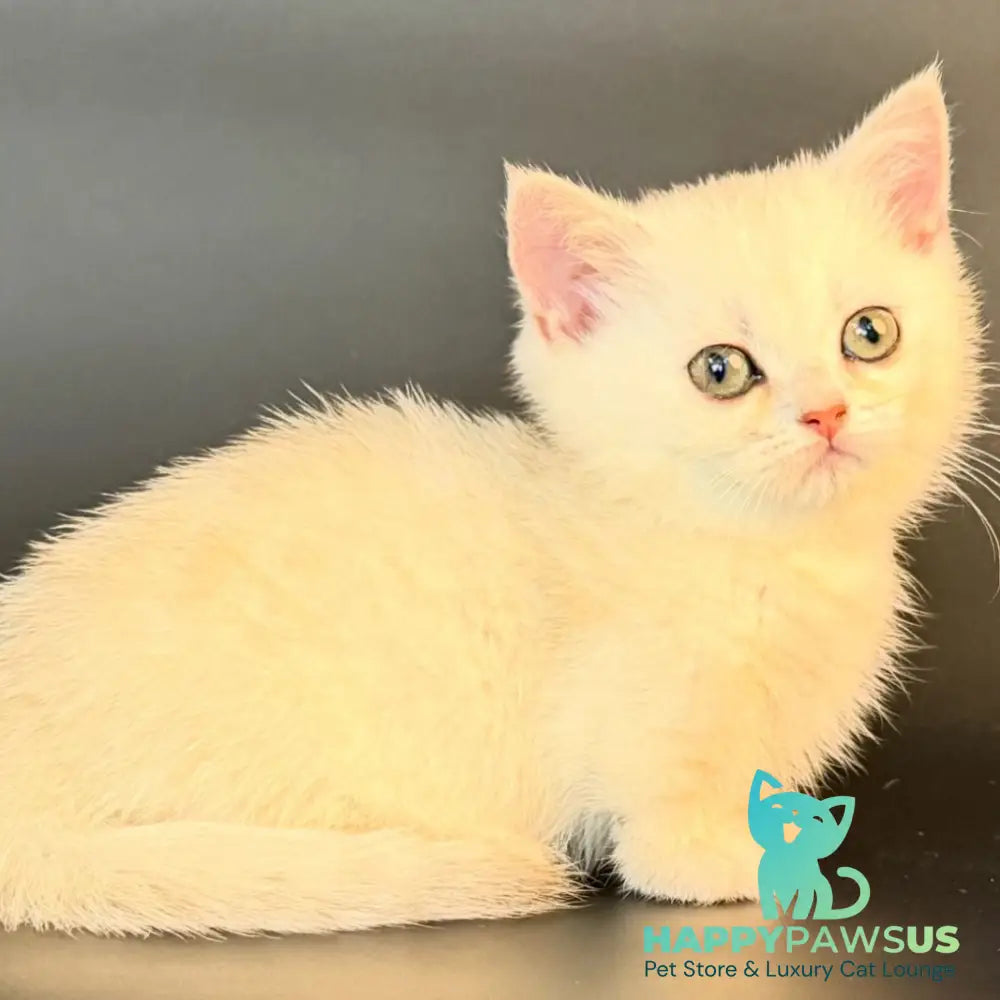 Raven Munchkin female black silver shaded - live animals