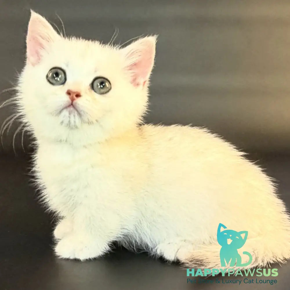 Raven Munchkin female black silver shaded - live animals