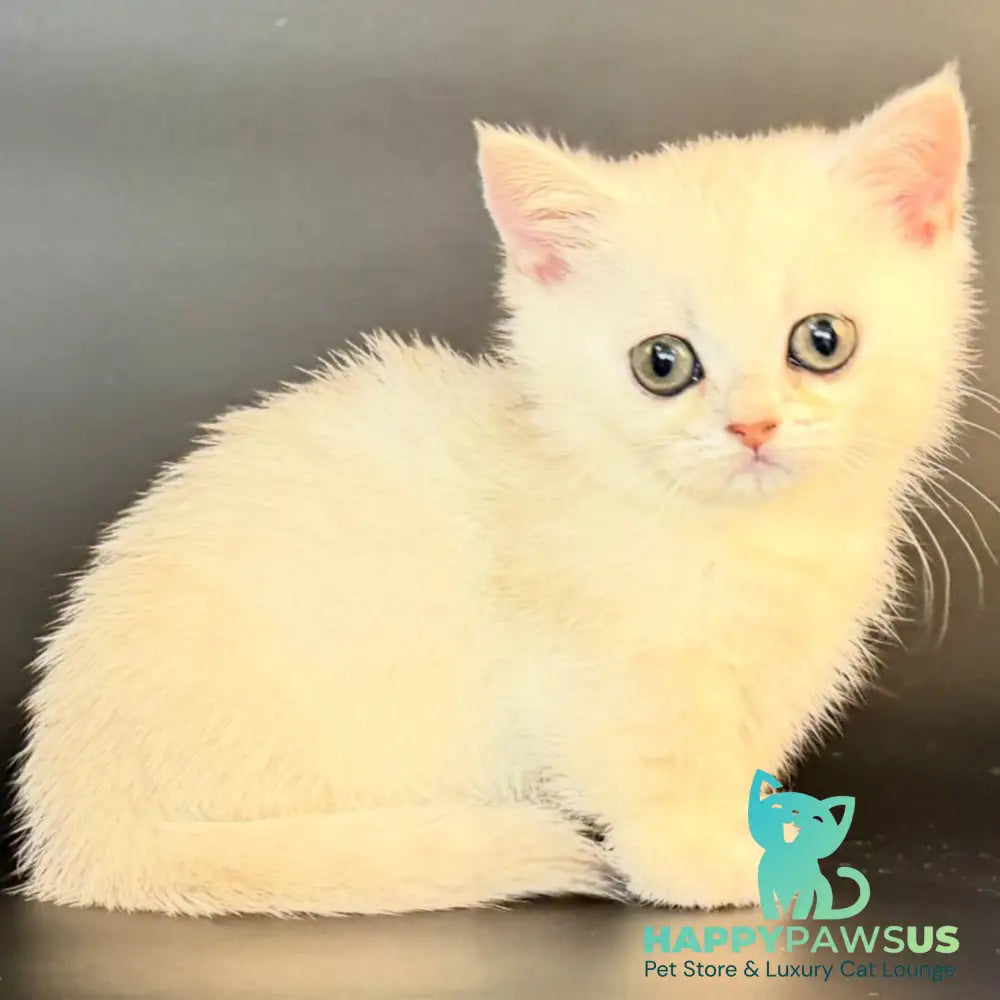Raven Munchkin female black silver shaded - live animals