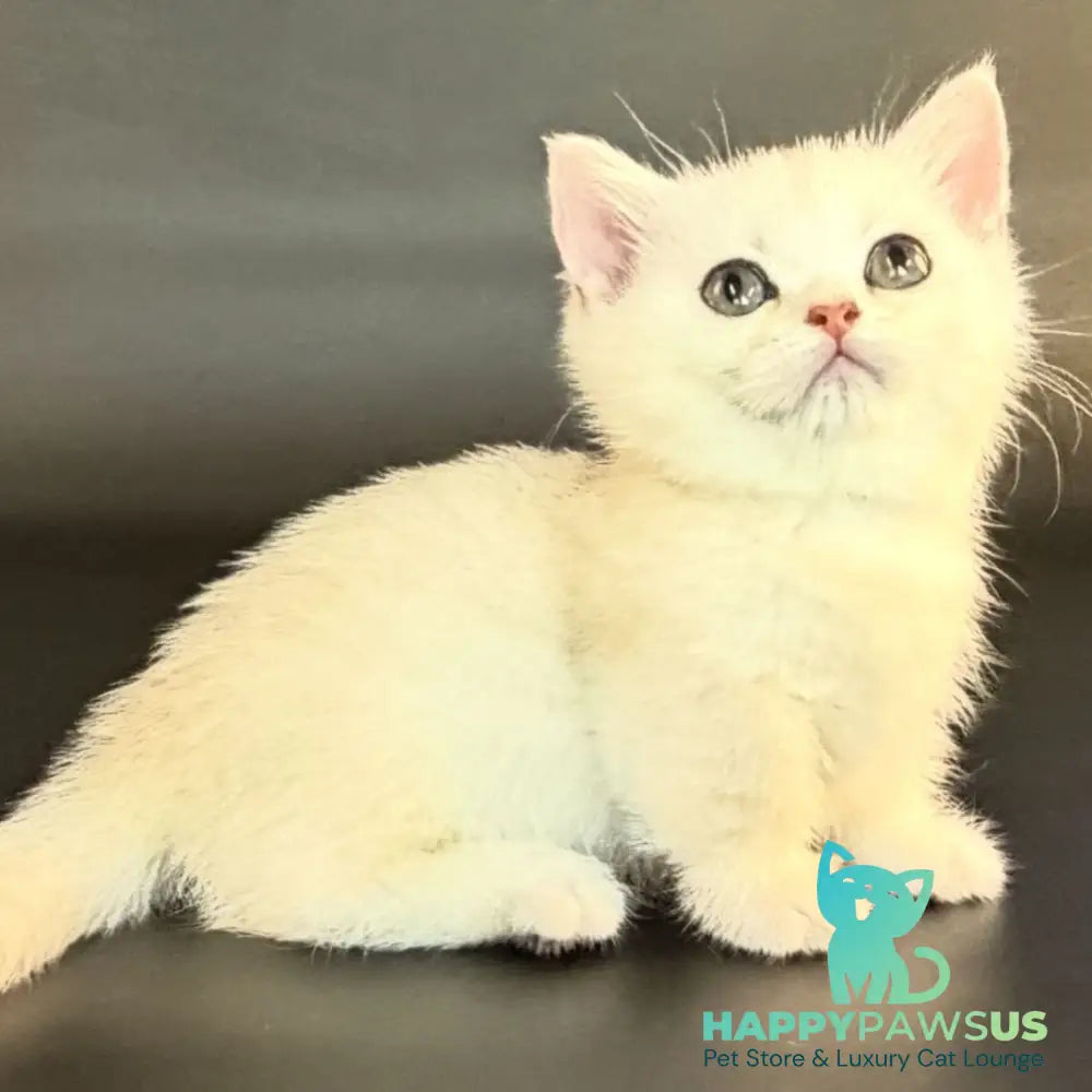 Raven Munchkin female black silver shaded - live animals