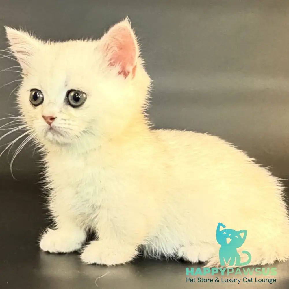 Raven Munchkin female black silver shaded - live animals