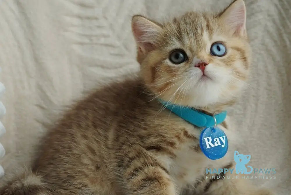 Ray British Shorthair male chocolate tabby with white live animals