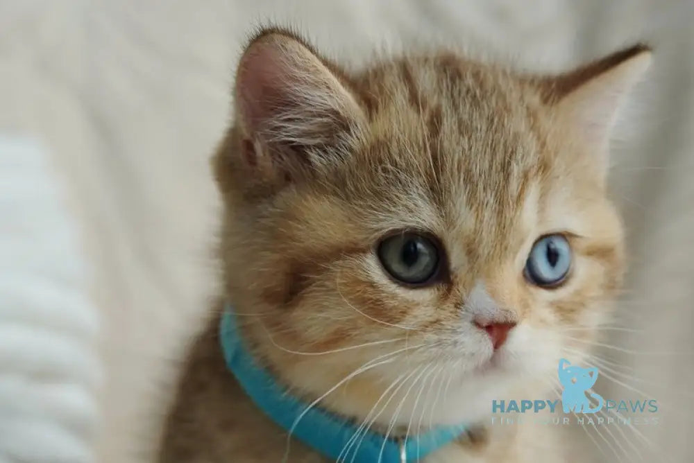 Ray British Shorthair male chocolate tabby with white live animals