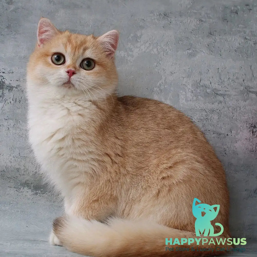 Rayda British Shorthair female chocolate golden chinchilla - live animals