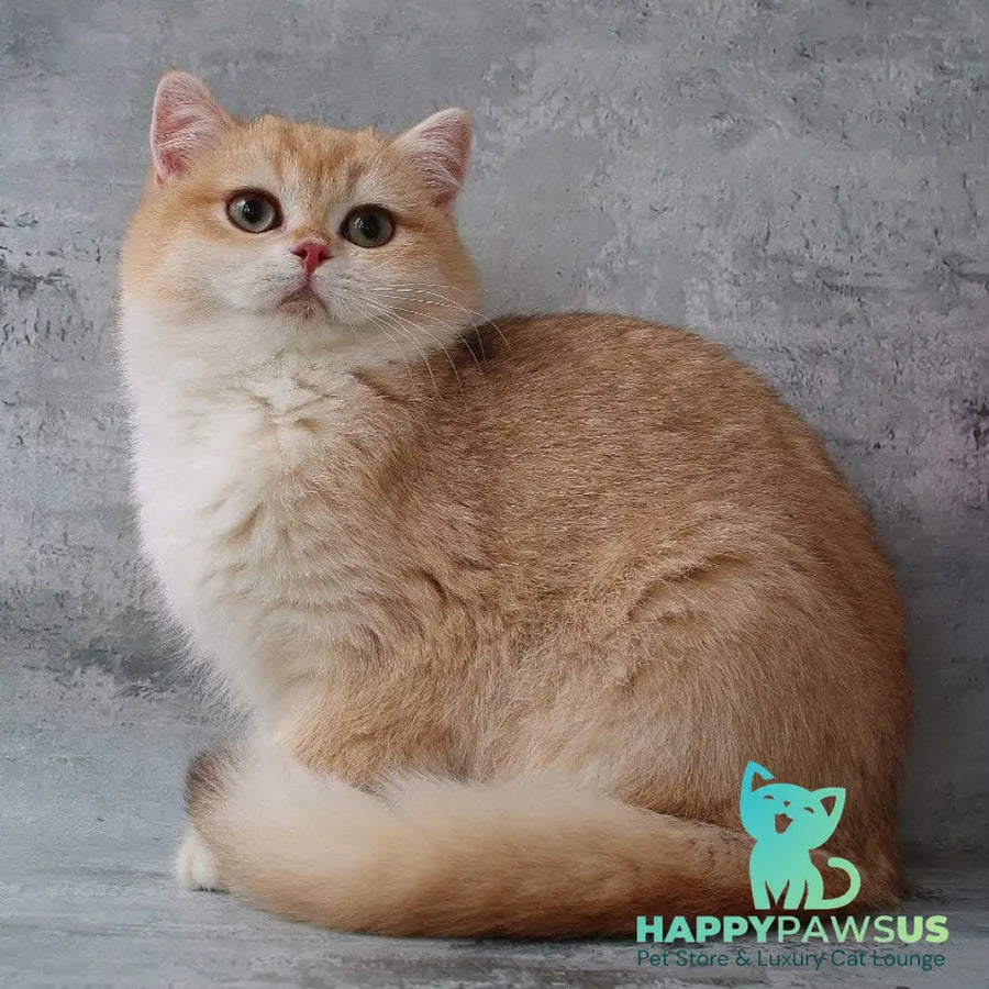Rayda British Shorthair female chocolate golden chinchilla - live animals