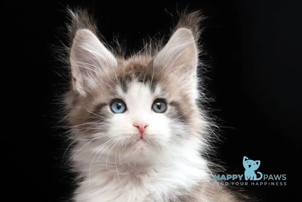 Raymond Maine Coon male blue silver tabby bicolour live animals
