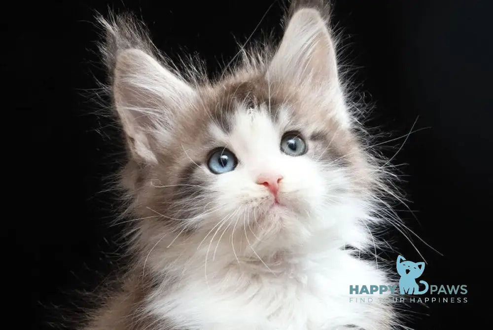 Raymond Maine Coon male blue silver tabby bicolour live animals