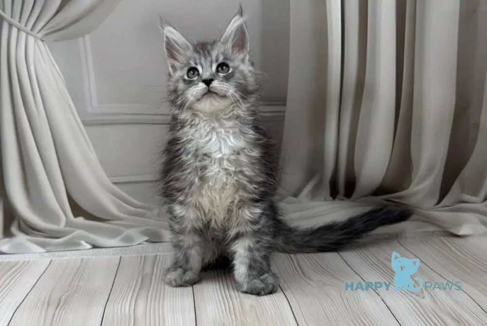 Rayna Maine Coon female black silver spotted tabby live animals