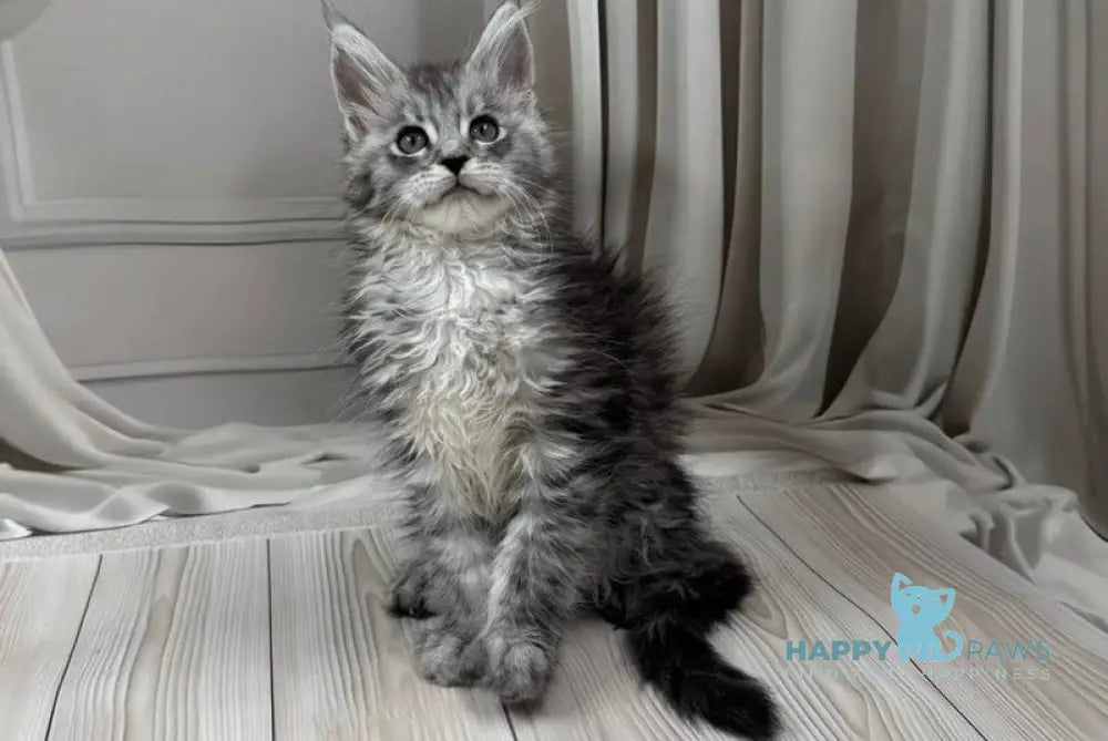 Rayna Maine Coon female black silver spotted tabby live animals