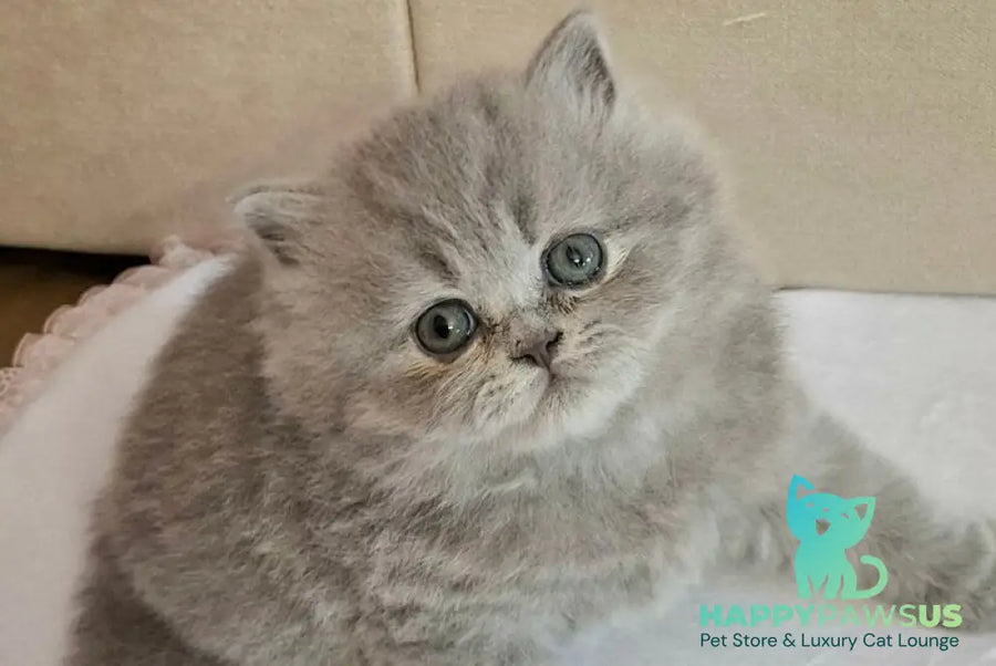 Rebecca British Longhair female blue - live animals