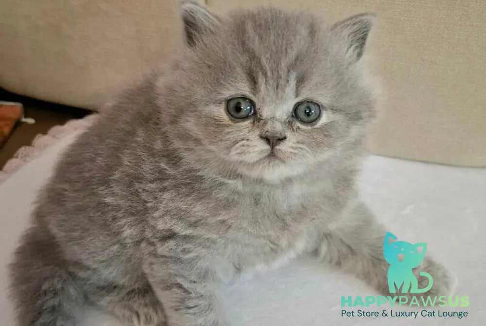 Rebecca British Longhair female blue - live animals